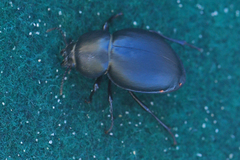 Ocnodes