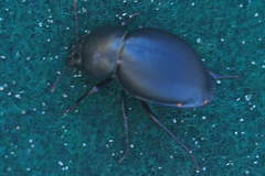 Ocnodes