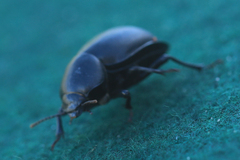 Ocnodes