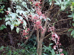 Viburnum luzonicum