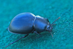 Ocnodes