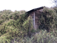 Fallopia baldschuanica