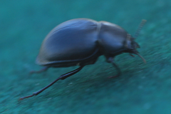 Ocnodes