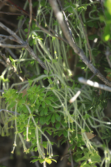 Galium tomentosum