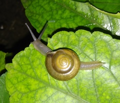 Helicarionoidea