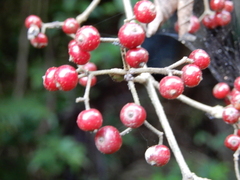 Viburnum luzonicum