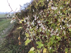 Fallopia baldschuanica