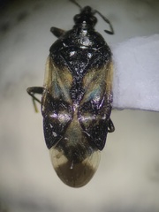 Anthocoridae
