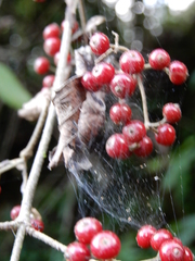 Viburnum luzonicum