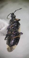 Anthocoridae