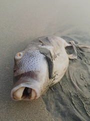 Sphoeroides annulatus