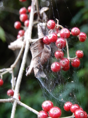 Viburnum luzonicum