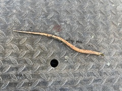 Blaniulus guttulatus