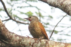 Colaptes auricularis