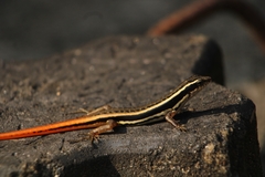 Sphenomorphus dussumieri