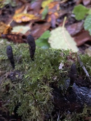 Xylaria