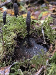 Xylaria