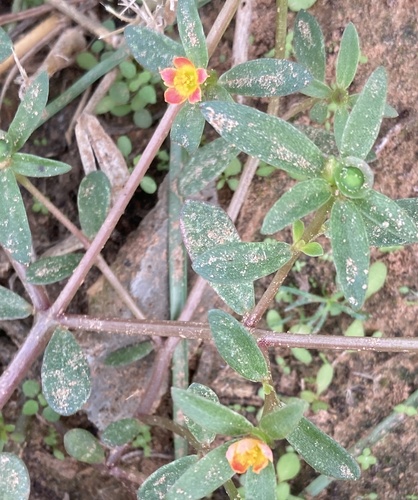 Wingpod purslane (Portulaca umbraticola)