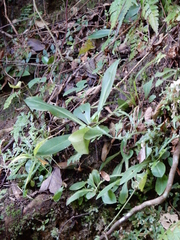 Swertia shintenensis