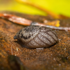 Prophysaon dubium