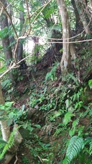 Swertia shintenensis