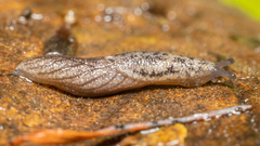 Prophysaon dubium