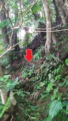 Swertia shintenensis