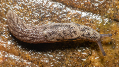 Prophysaon dubium