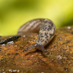 Prophysaon dubium