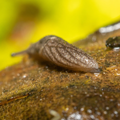 Prophysaon dubium