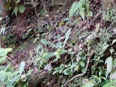 Swertia shintenensis