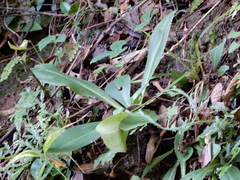 Swertia shintenensis