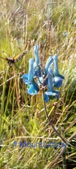 Delphinium macrocentrum