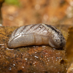 Prophysaon dubium