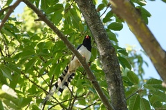 Urocissa erythroryncha