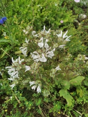 Salvia aethiopis