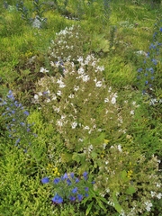 Salvia aethiopis