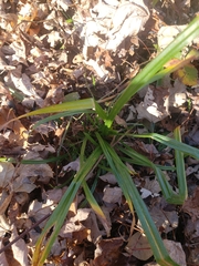 Carex sylvatica