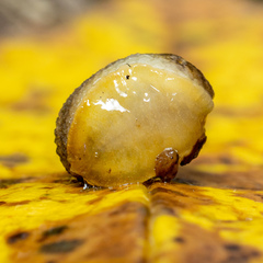 Arion intermedius