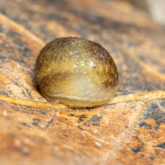 Arion intermedius