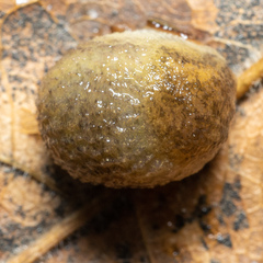 Arion intermedius