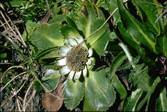 Eryngium humile