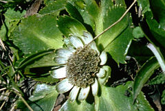 Eryngium humile