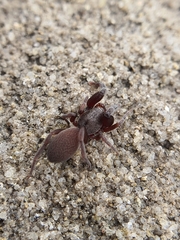 Palpimanidae