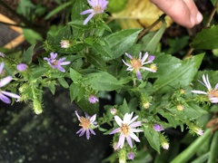 Symphyotrichum elliottii