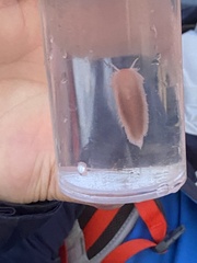 Aeolidia