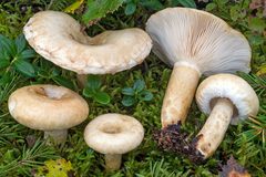Lactarius olivinus