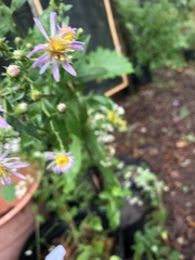 Symphyotrichum elliottii