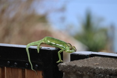Furcifer pardalis
