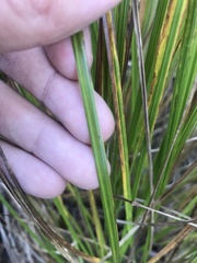 Cladium mariscoides